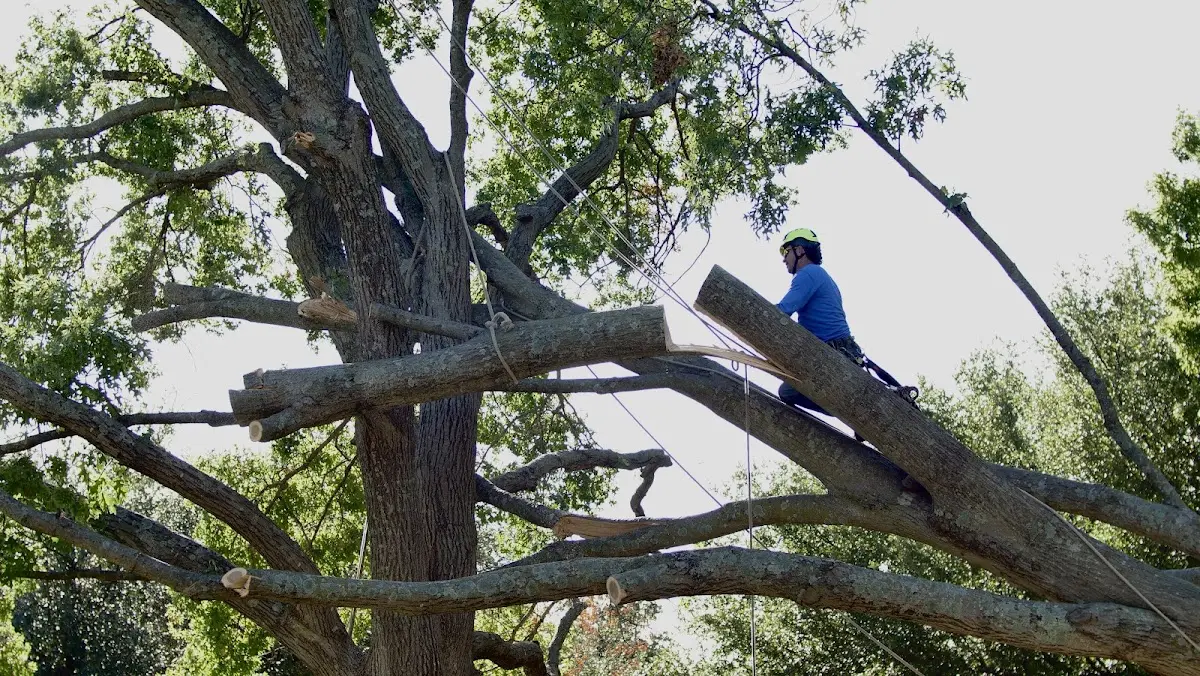 Professional Crown Thinning performed by certified arborists in White Cloud